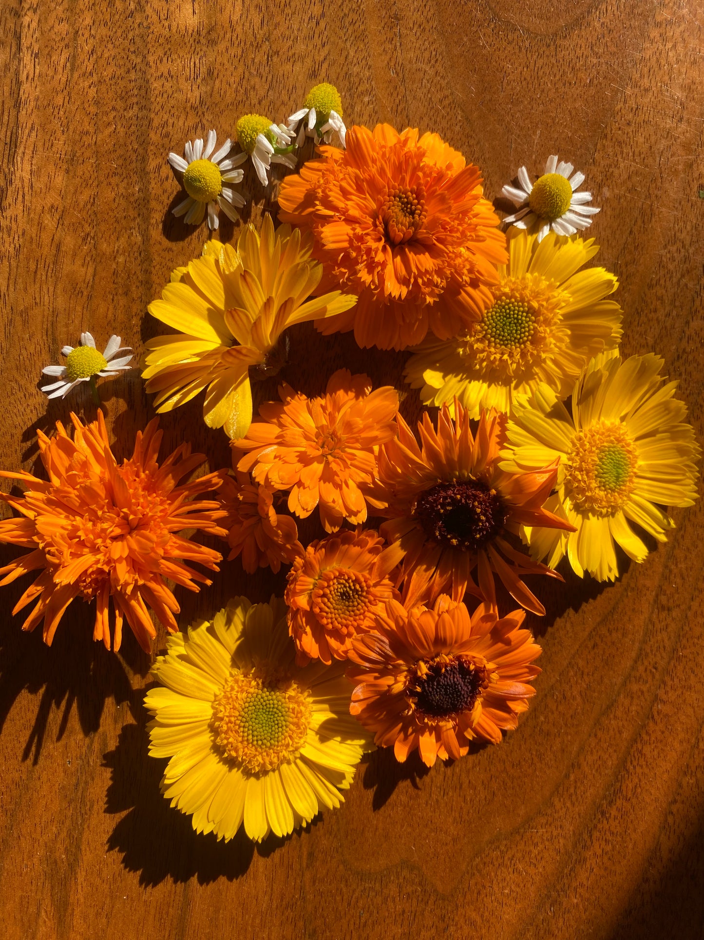 Calendula