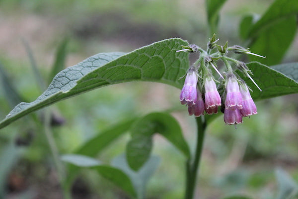 Comfrey Salve