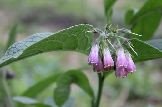 Comfrey Salve